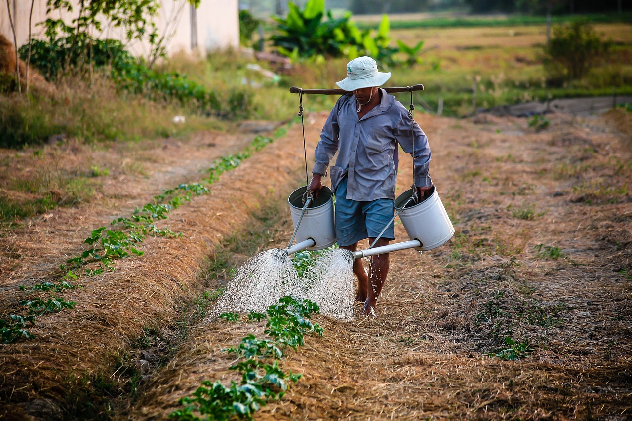 苞米地的春情，最新章节揭示乡村爱情的细腻画卷