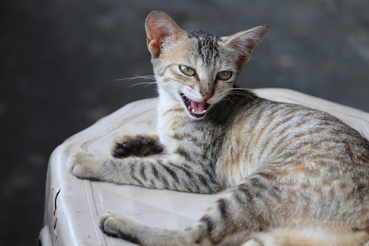 探索猫的世界，最新猫咪动态，感受独特魅力